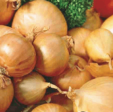 Shallot Red Sun