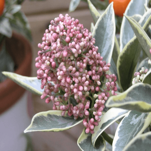 Skimmia Japonica Magic Marlot