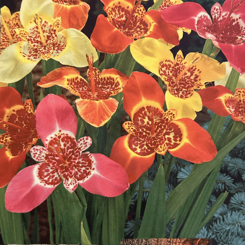 Tigridia Pavonia Tigerflower Mixed