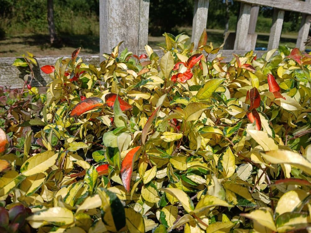 Tracyspurmum jasminoides Sunset