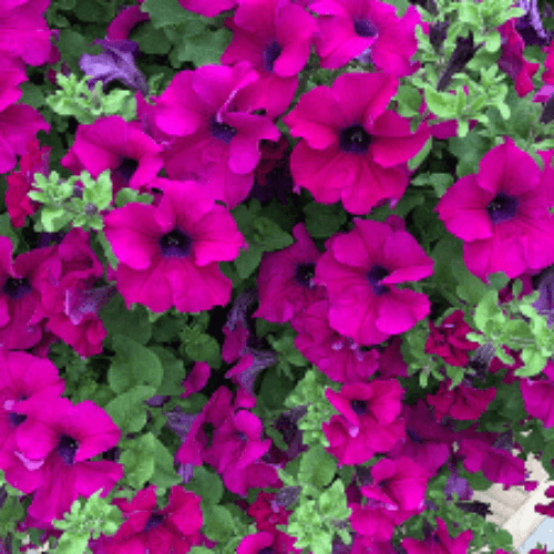 Trailing Petunia 2026