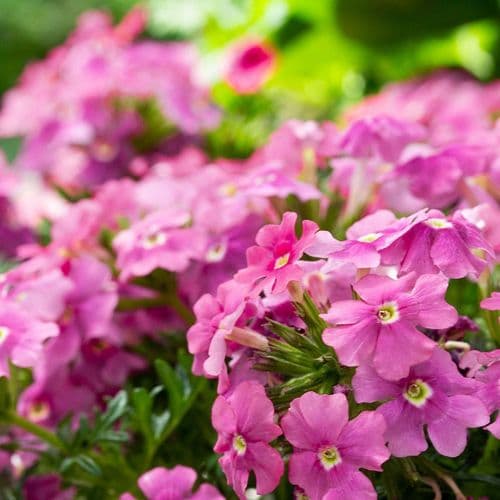 Verbena Vera Pink