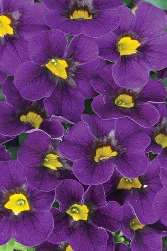 WFL® Calibrachoa Calitastic Dark Violet