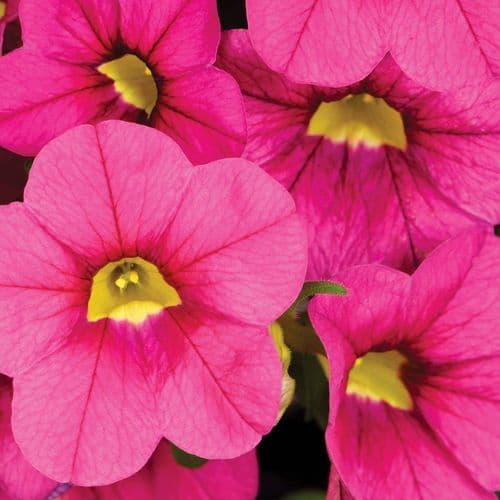 WFL® Calibrachoa Calitastic  Fancy Fuchsia