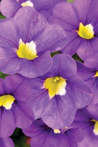 WFL® Calibrachoa Calitastic Indigo