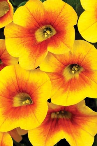 WFL® Calibrachoa Calitastic Mango