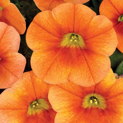 WFL® Calibrachoa Calitastic Pumpkin Spice