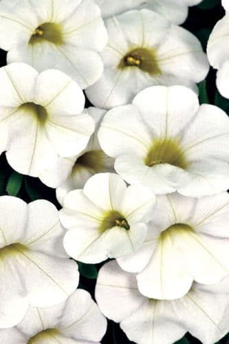 WFL® Calibrachoa Calitastic White