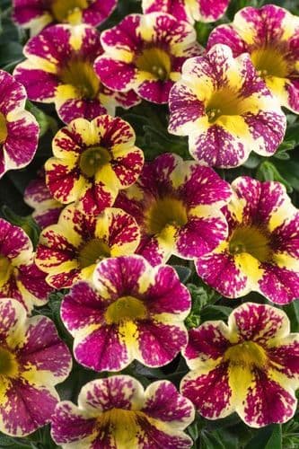 WFL® Calibrachoa Candy Shop Candy Chocolate