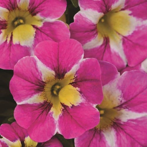 WFL® Calibrachoa Candy Shop Candy Crush