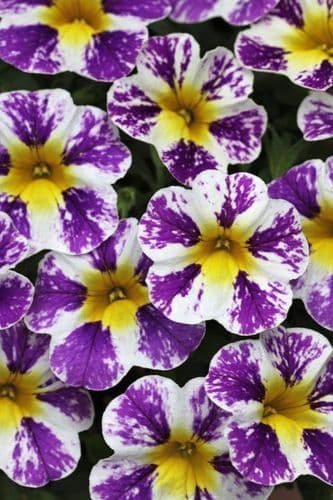 WFL® Calibrachoa Candy Shop Grape Splash
