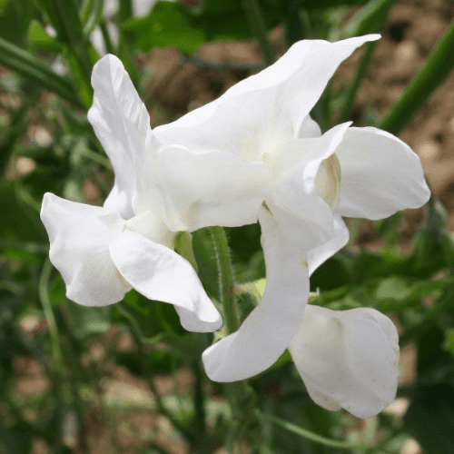 White Ensign