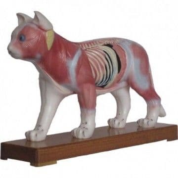 Cat Acupuncture Model