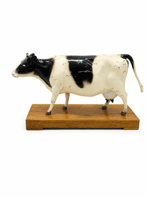 Cow Acupuncture & Anatomy Model