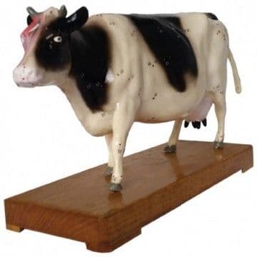 Cow Acupuncture Model