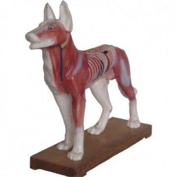 Dog Acupuncture Model