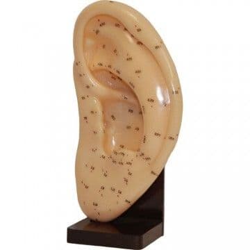 Ear Acupuncture Model XL