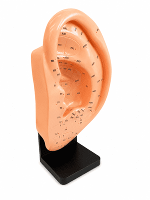 Ear Acupuncture Model XL