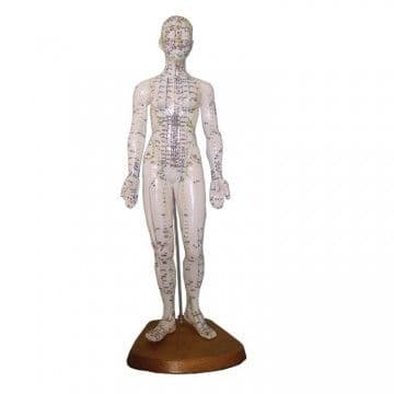 Female Acupuncture Model 48cm