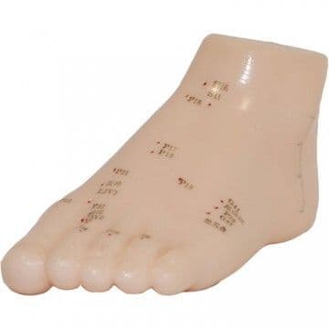Foot Acupuncture Model