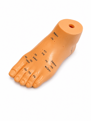 Foot Acupuncture Model