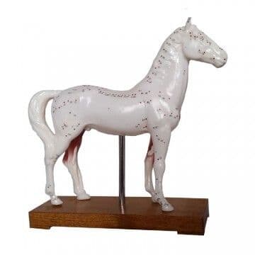 Horse Acupuncture Model