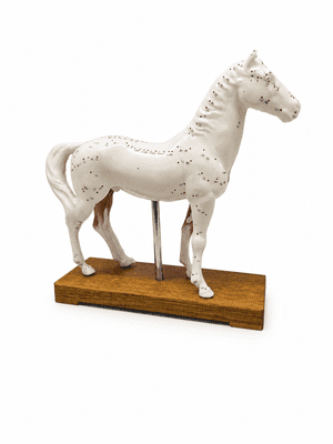 Horse Acupuncture Model