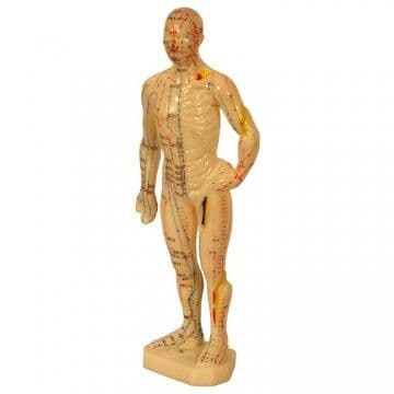 Human Body Acupuncture Model 26cm