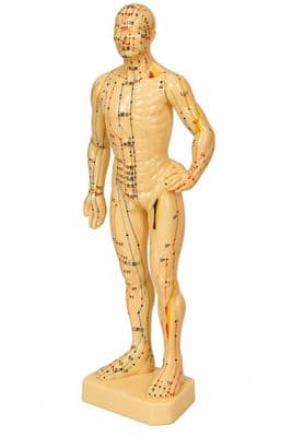 Human Body Acupuncture Model 26cm | 360 Acupoints & Meridians