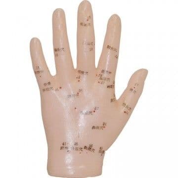 Human Hand Acupuncture Model - Left