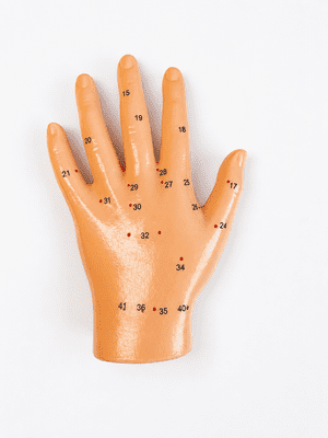 Human Hand Acupuncture Model - Left
