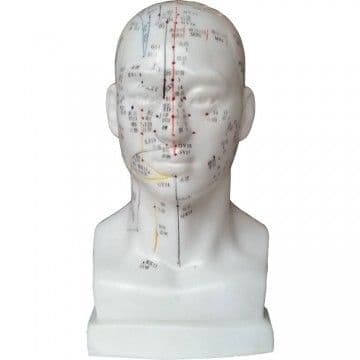 Human Head Acupuncture Model