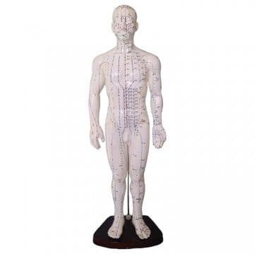 Male Acupuncture Model - 50cm