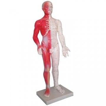 Male Points & Muscles Acupuncture Model (60cm)