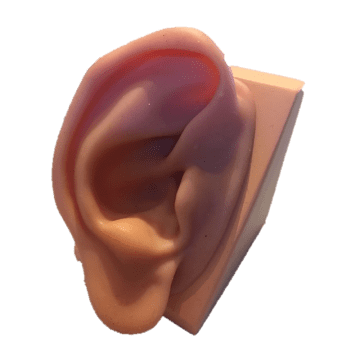 Silicon Ear Acupuncture Model on stand