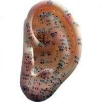 TCM Ear Model