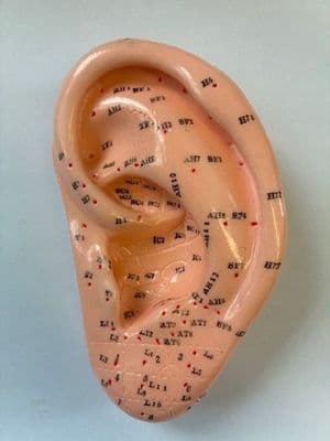 TCM Ear Model