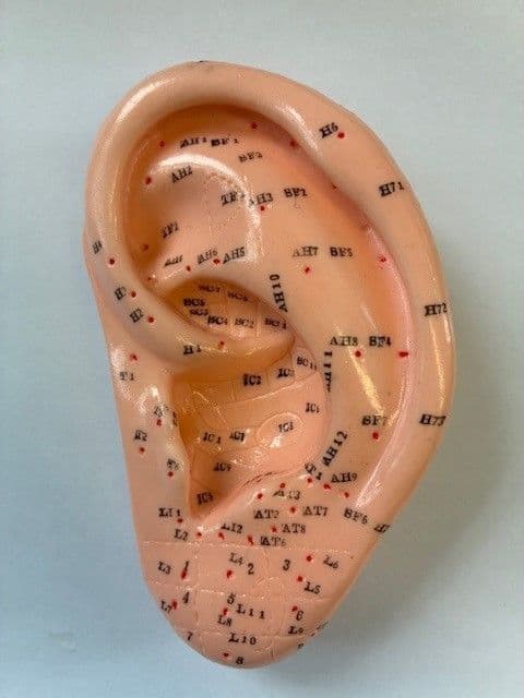 TCM Ear Model