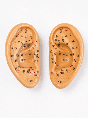 Two Small Human Ear Acupuncture Models - Left & Right