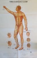 Wall Chart of Meridians & Points of Acupuncture & Tuina