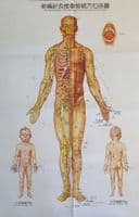 Wall Chart of Meridians & Points of Acupuncture & Tuina