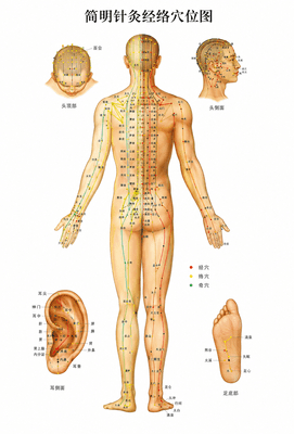 Wall Chart of Meridians & Points of Acupuncture & Tuina
