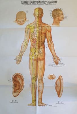 Wall Map of Meridians & Points of Acupuncture & Tuina