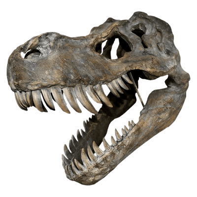 Tyrannosaurus Rex Dinosaur Skull Large 51.5cm B/strap