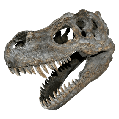 Tyrannosaurus T Rex Dinosaur Skull Small 39cm