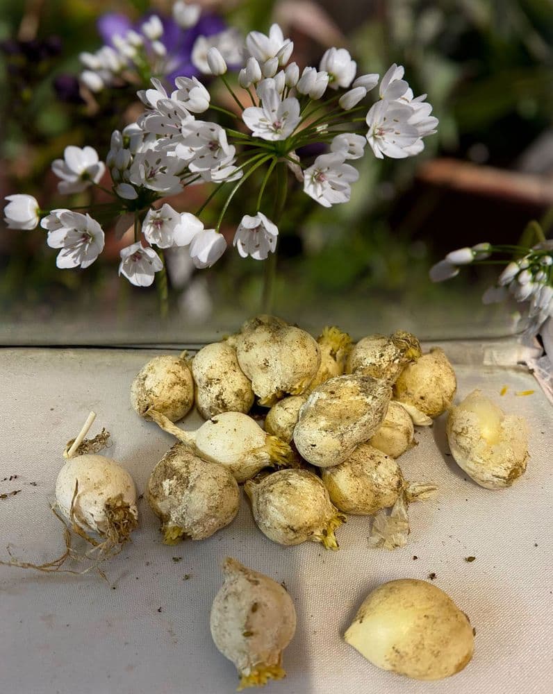 “ALLIUM COWANII” (NEAPOLITAN GARLIC)