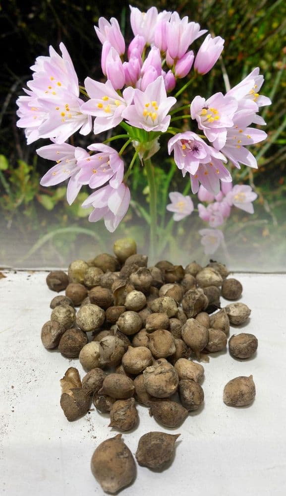 "ALLIUM ROSEUM” ROSY GARLIC