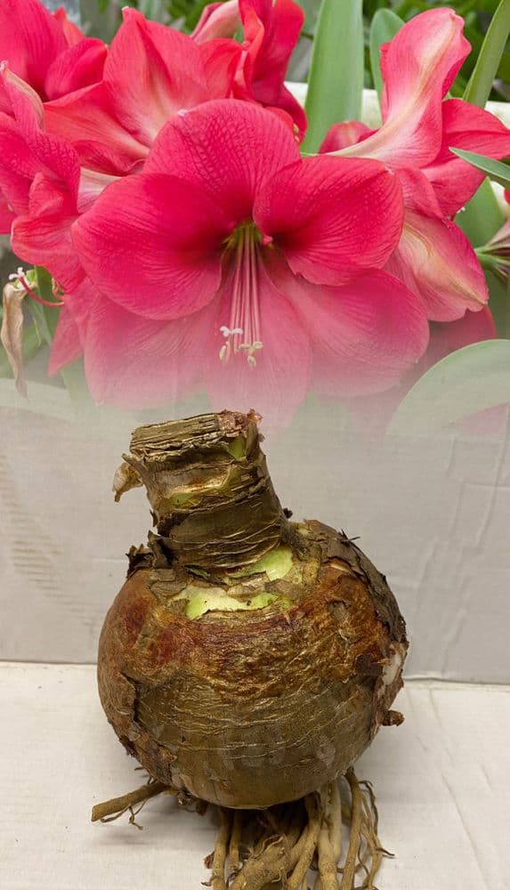 “AMARYLLIS (HIPPEASTRUM)” SUSAN