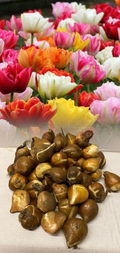 “Double Late Tulip” Mixed (Paeony Flowered