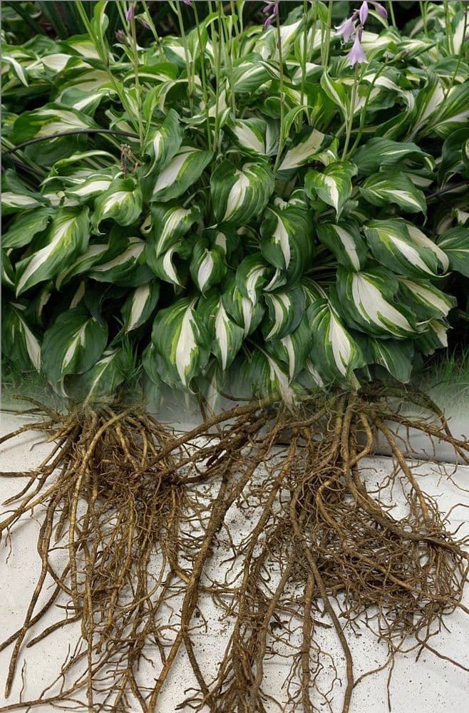 “HOSTA MEDIOVARIEGATA” PLANTAIN LILY